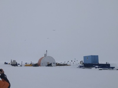 Three skuas found our camp and visited the drill tent!