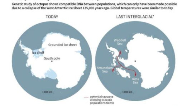 Octopuses help solve a long-standing mystery of West Antarctica demise